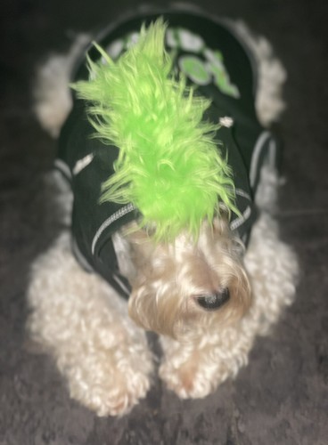 Simply dog hooded - dog, costume